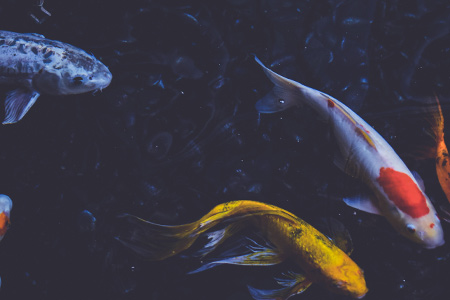 Transport von Koi-Zierfischen